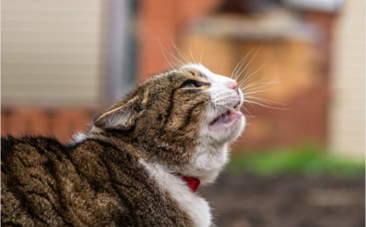 gatto appare insofferente