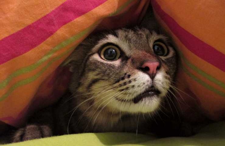 gatto impaurito sotto le coperte