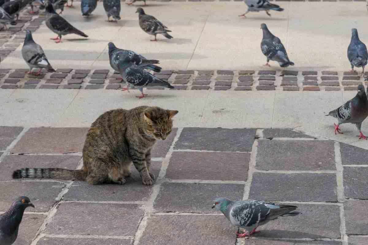 It looks like a wrestling match but it’s just a cat and a dove playing  video