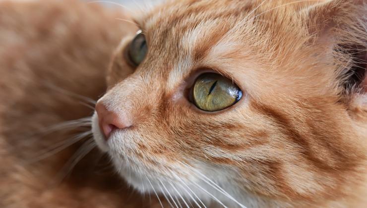 gatto rosso