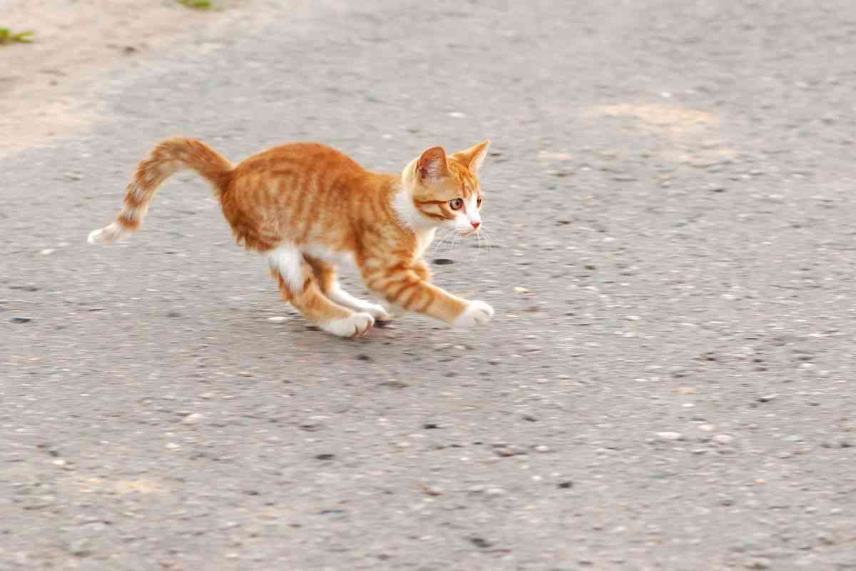 Gatto tratto in salvo