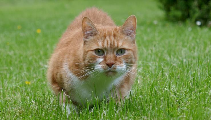 Gatto rosso osserva attentamente 