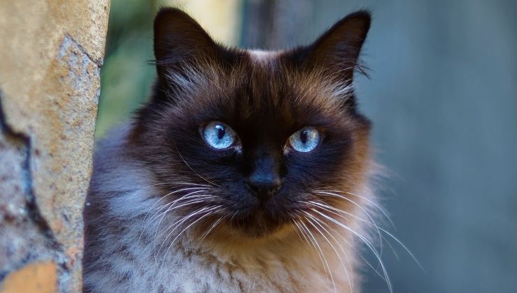 Gatto siamese