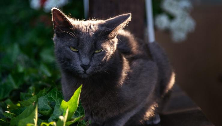 Gatto sornione