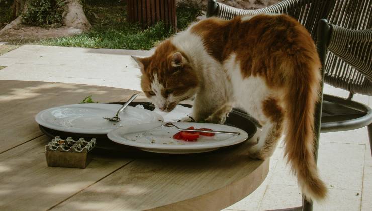 Gatto sul tavolo 