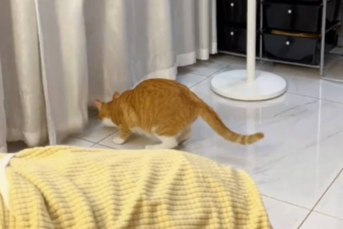 video gatto rincorso virale