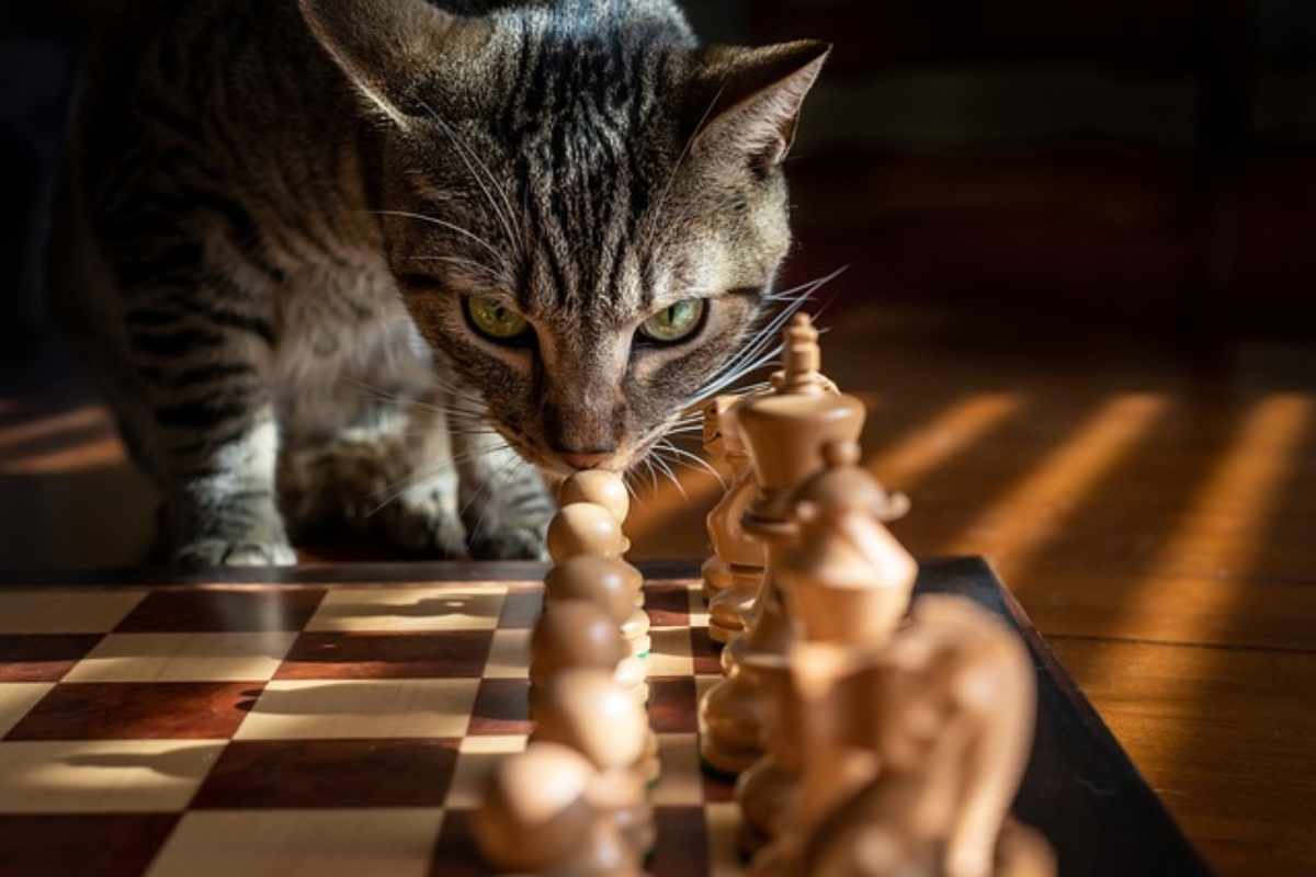 gatto odora gli scacchi