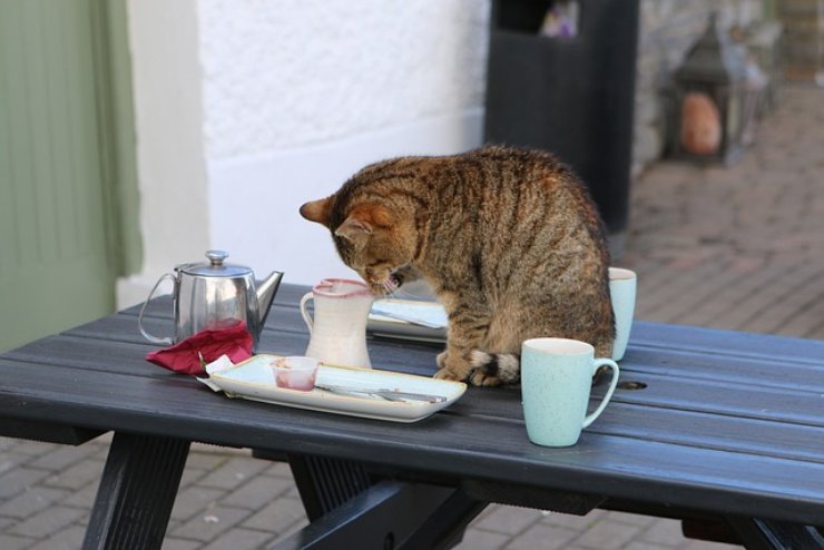 gatto vuole gettare oggetti dal tavolo