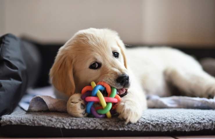 giochi cagnolini