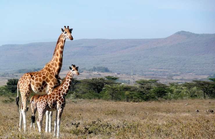 giraffe animali stupendi