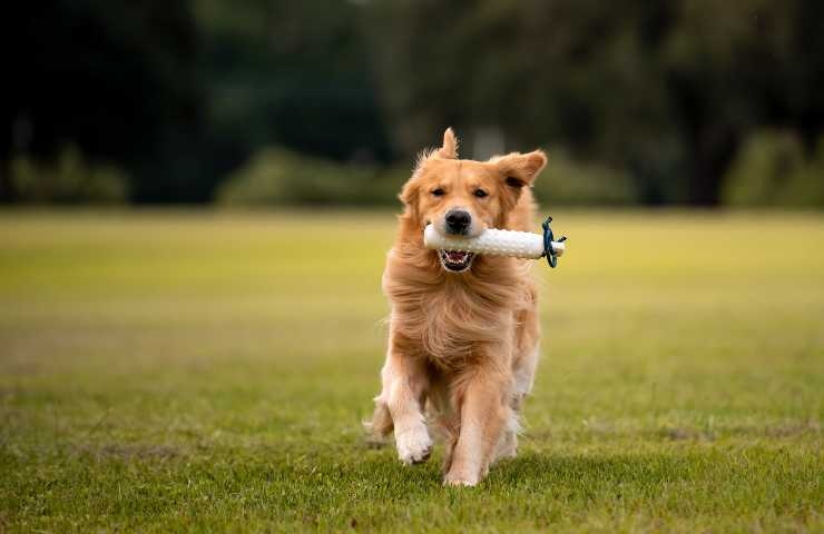 golden retriever cane molto attivo