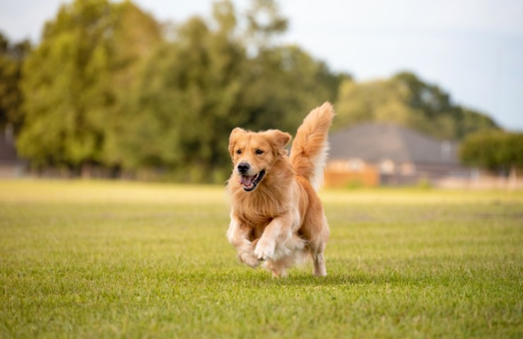 golden retriever corre