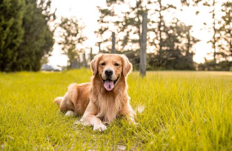 cucciola di golden retriever
