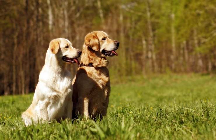 due golden retriever insieme