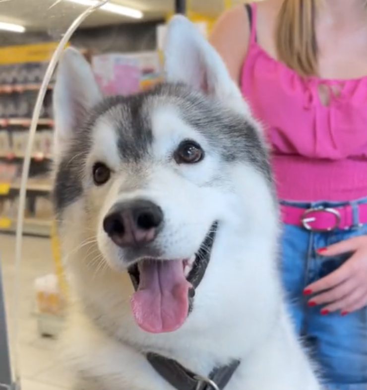 Come fa il cane a far shopping da solo