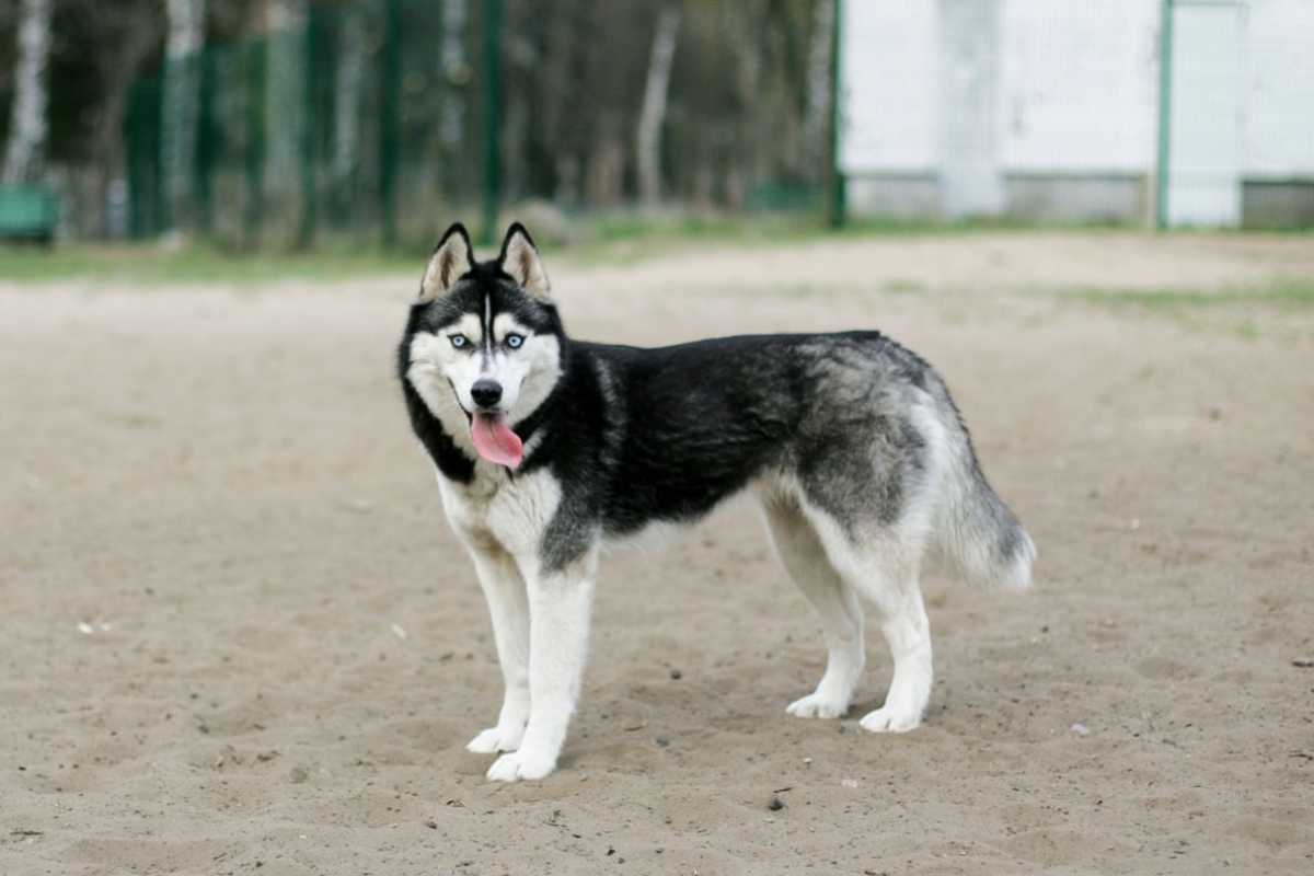 Husky goloso