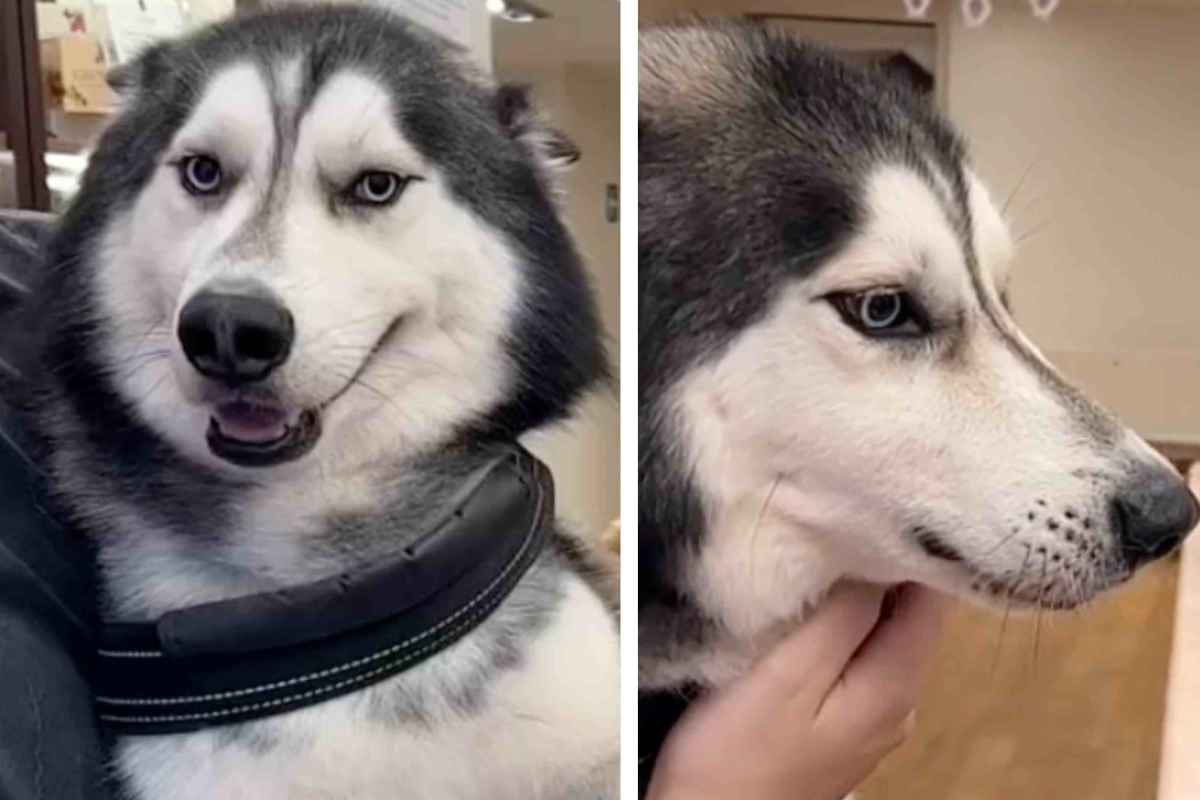 Husky goloso