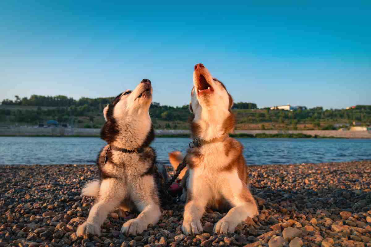 husky parla motivo