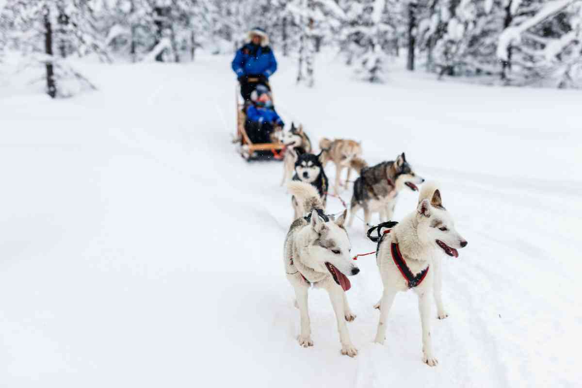 gli husky possono parlare