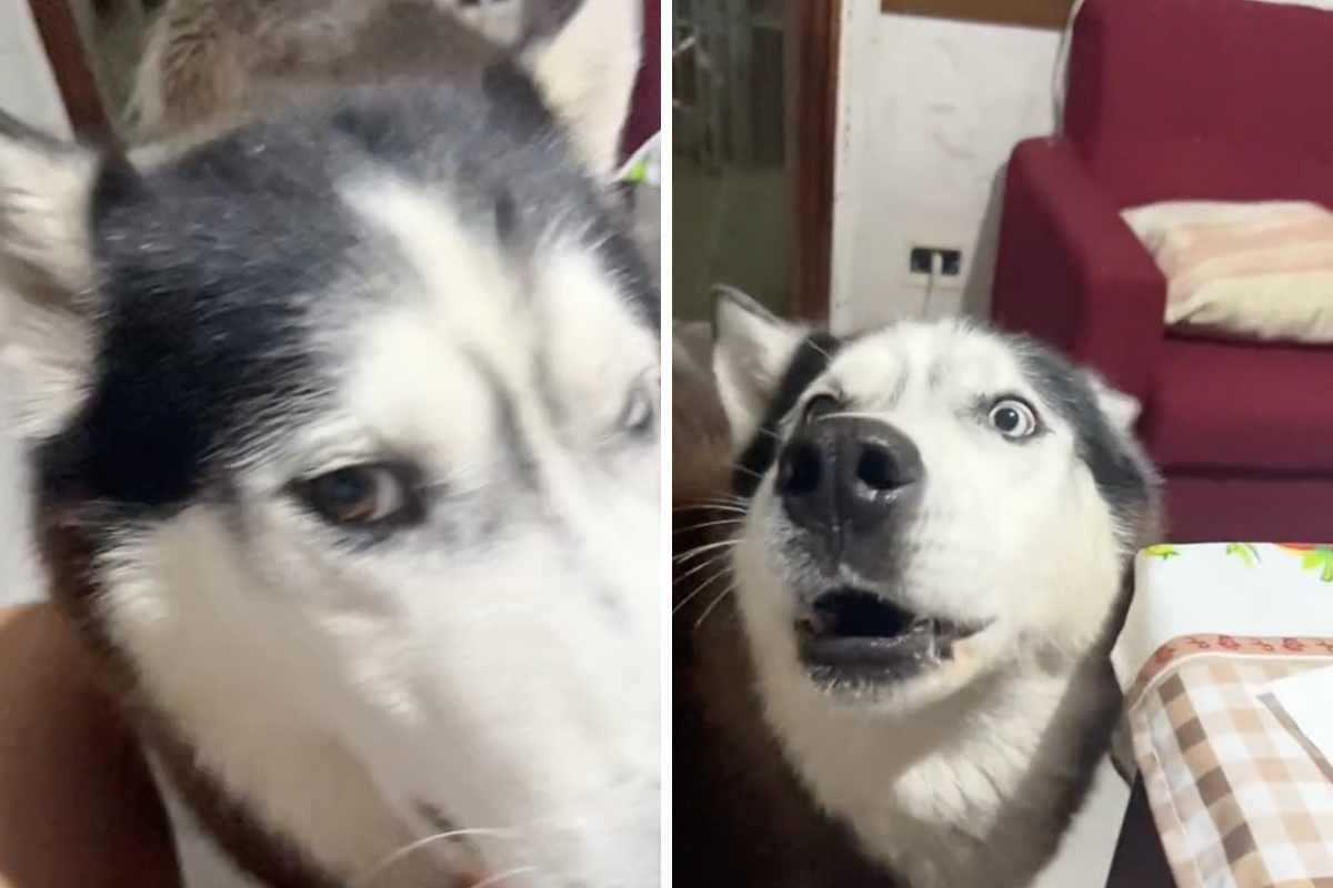 video dell'husky che parla in dialetto