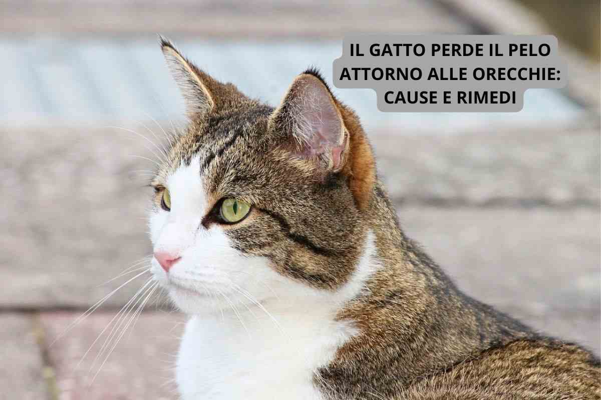 Il gatto perde il pelo attorno alle orecchie