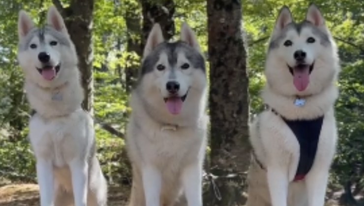 gita al bosco cani