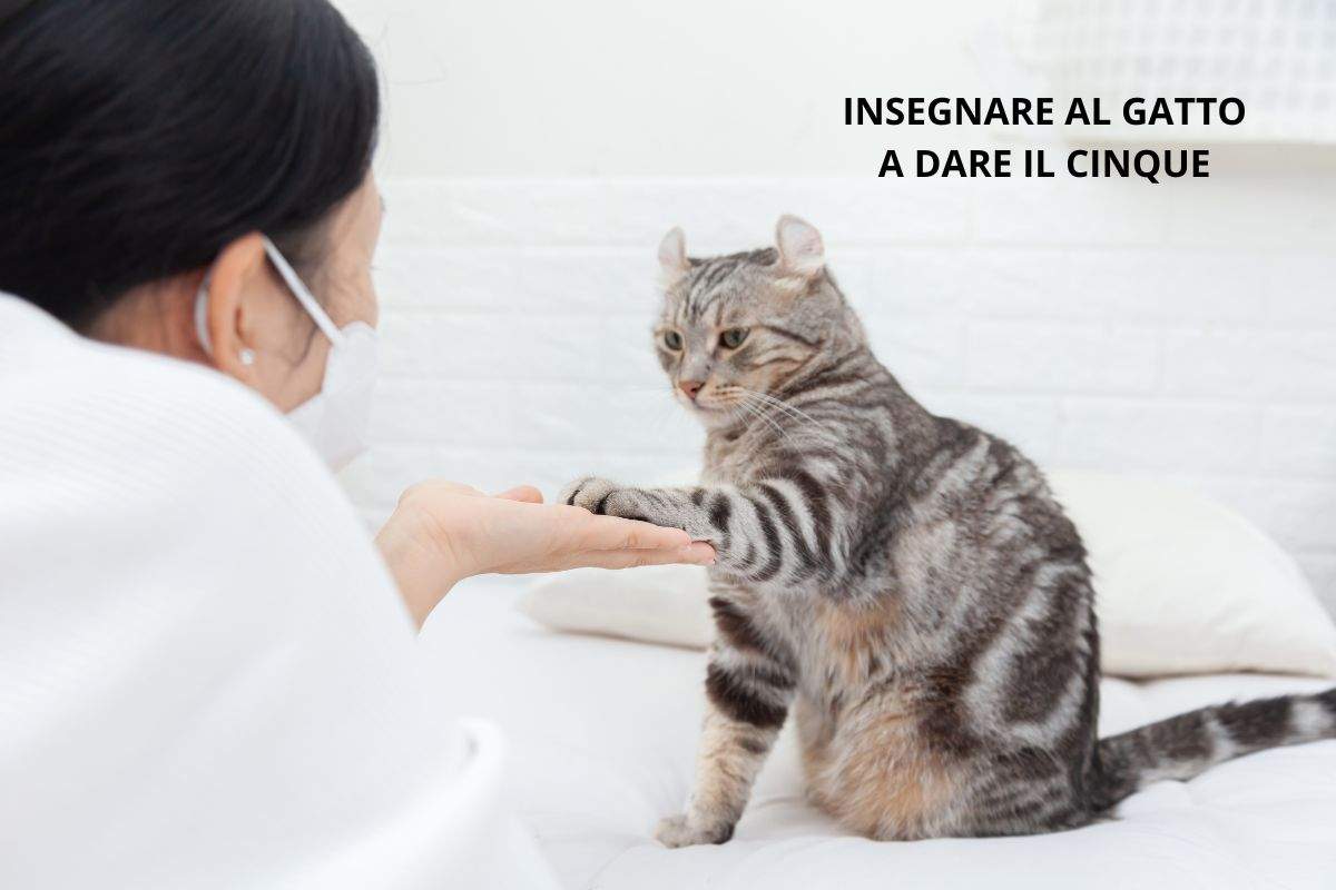 insegnare gatto dare il cinque