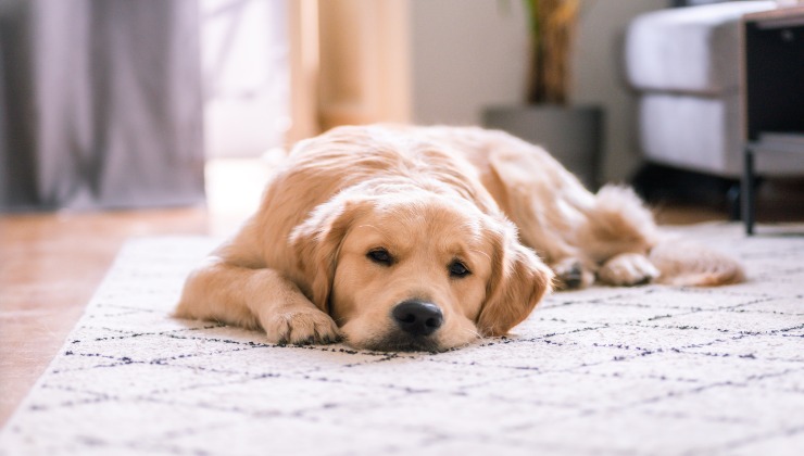 Il cane con punti di sutura