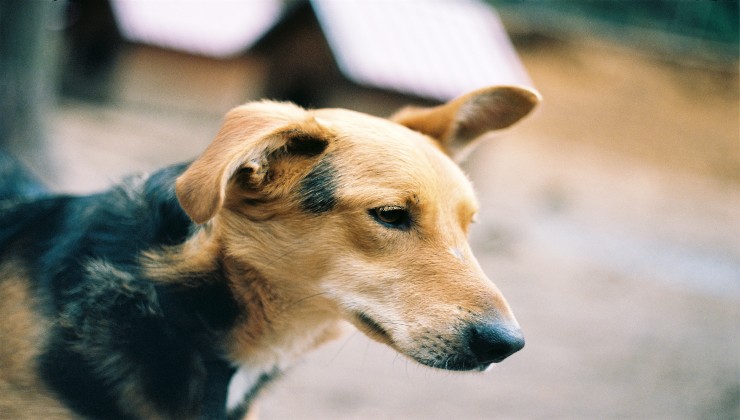 Le razze canine che tendono ad ammalarsi di più