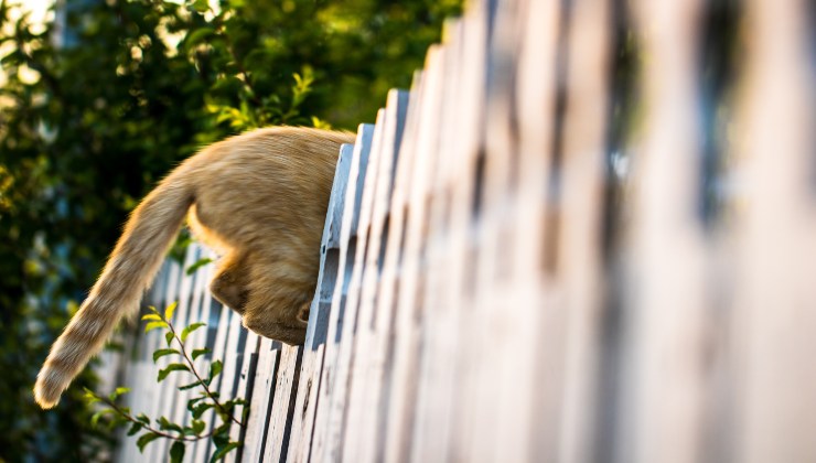 Miao con coda tremante