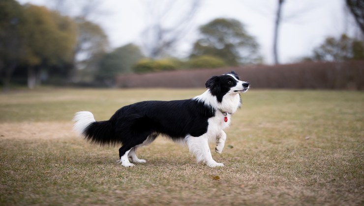 Fido e i sintomi dell'ictus