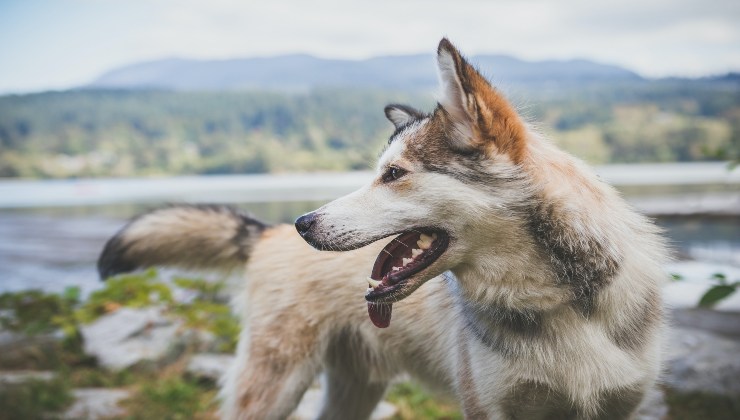 Le razze di cani dal morso più potente