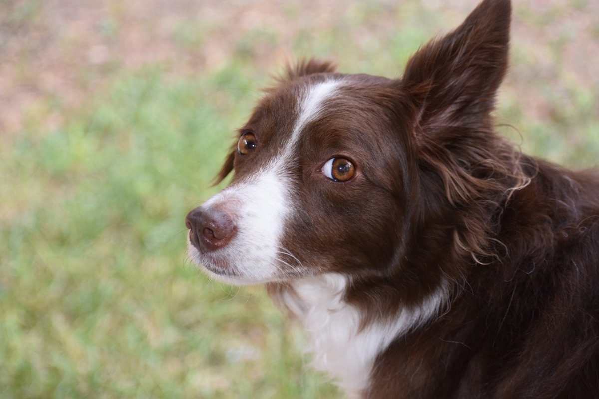 lascia il cane e sparisce