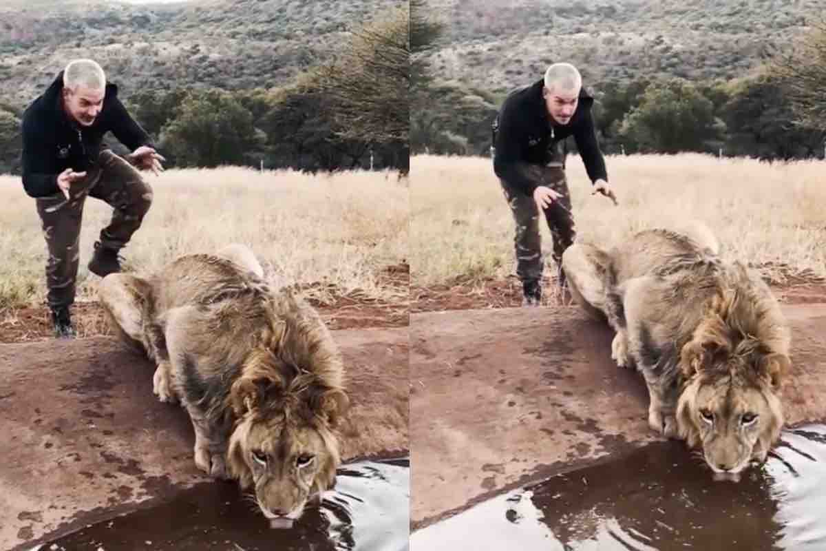 uomo scherza col leone