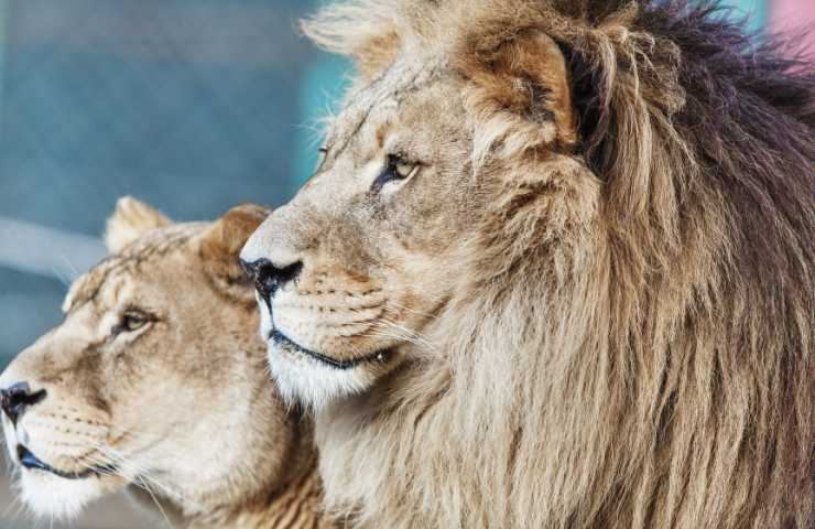 leonessa col suo leone