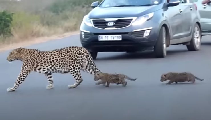 Leopardi che attraversano la strada 