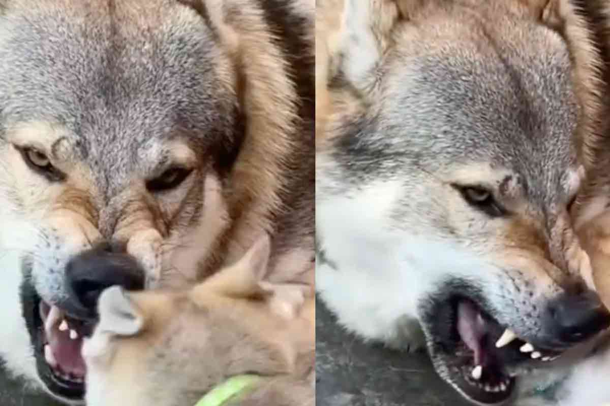 lupa denti cucciolo