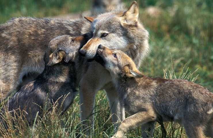 lupa aggressiva cuccioli