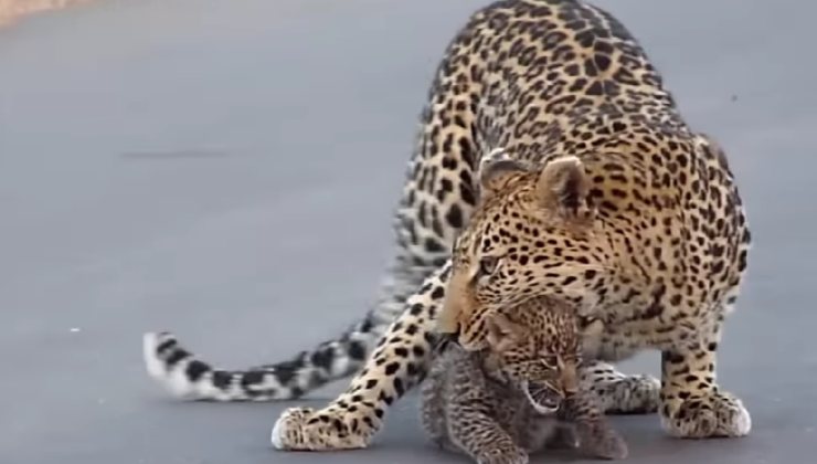 mamma leopardo prende il suo cucciolo 