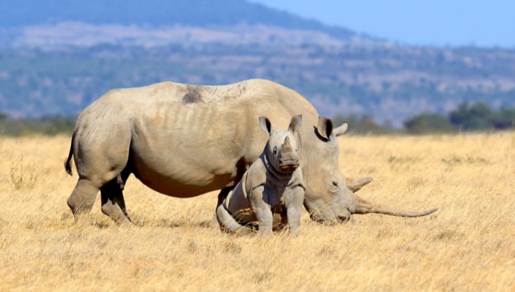 Rinoceronte gesto