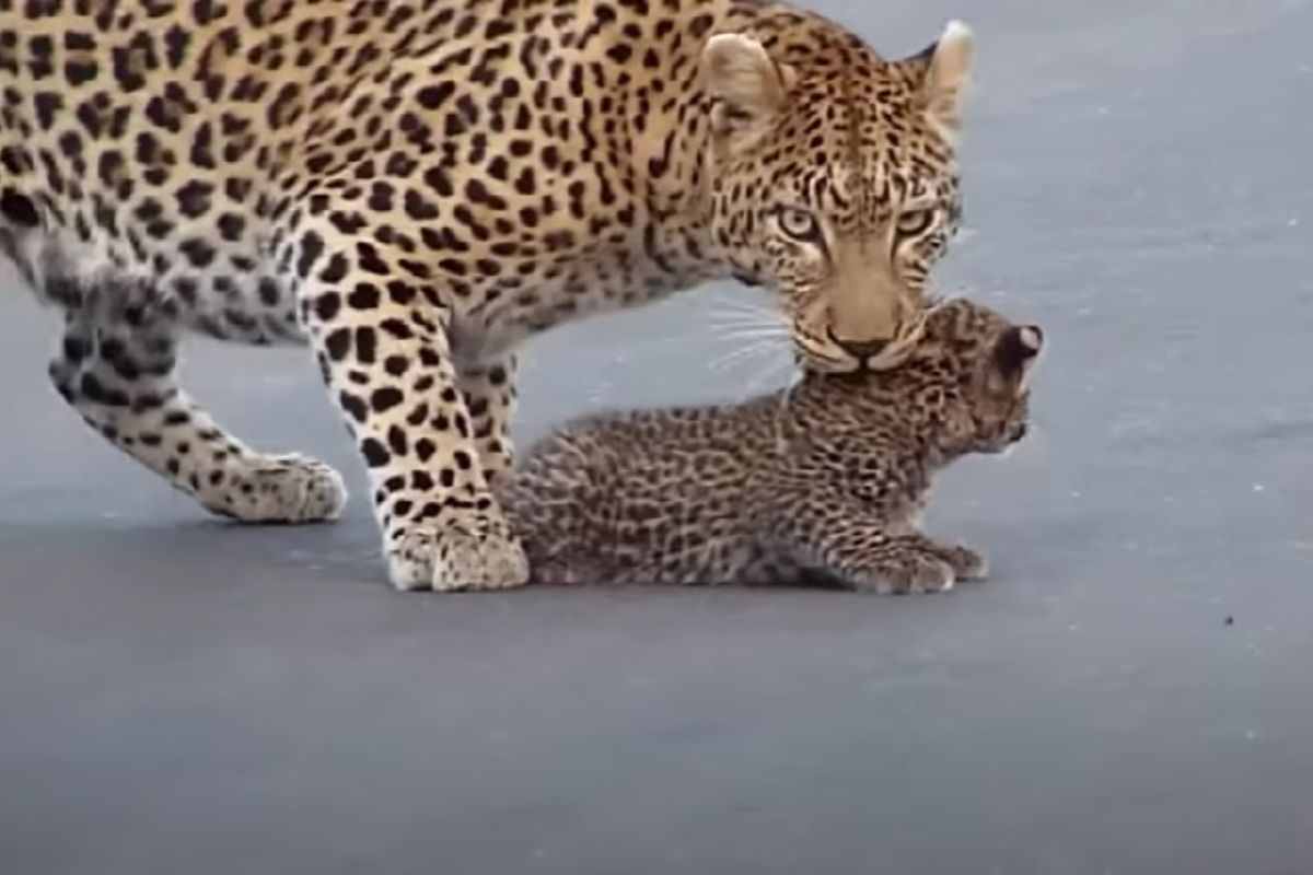 Mamma leopardo aiuta cucciolo