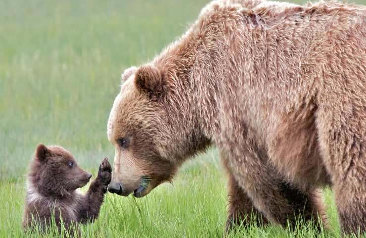 orsa con il suo cucciolo