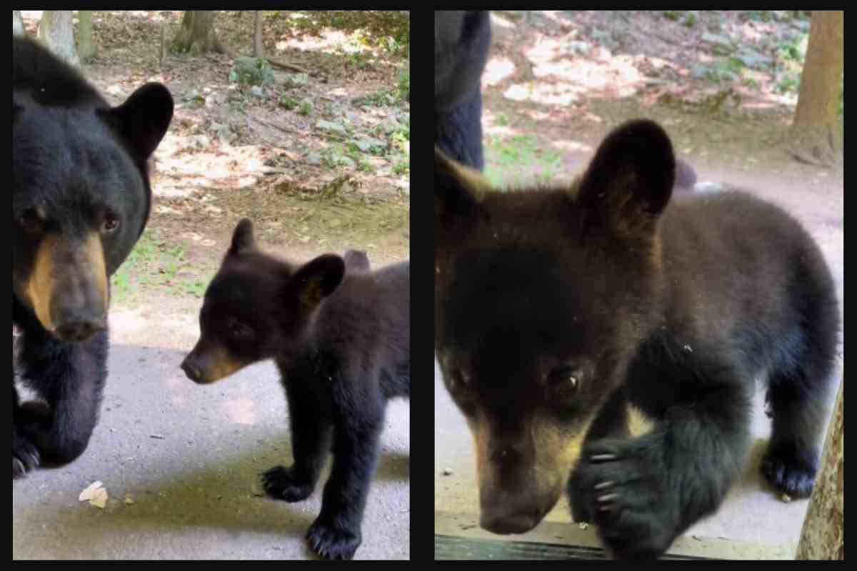 Mamma orsa con i piccoli