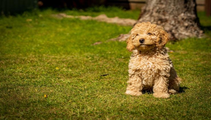 Razze di cani che vivono molti anni