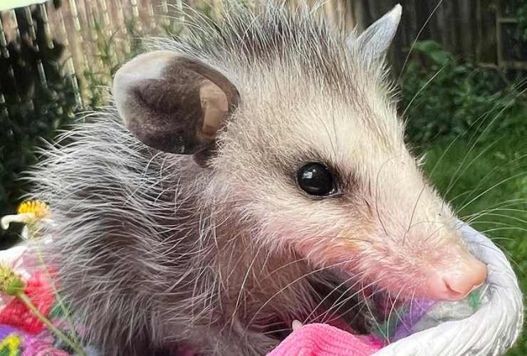 opossum cosa sono