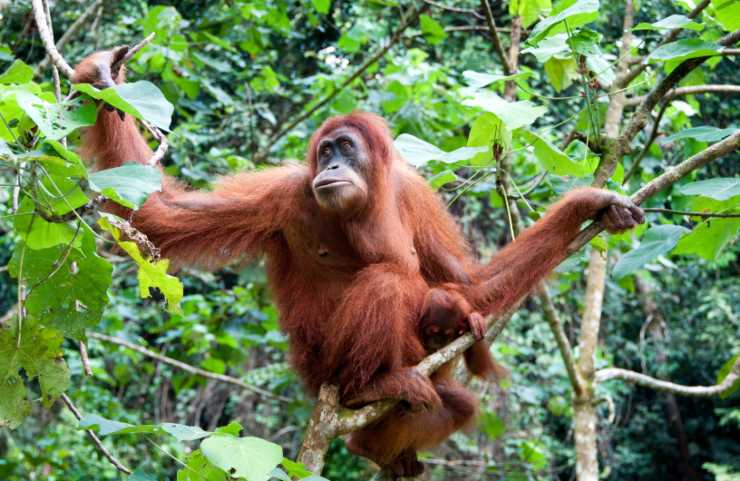 gli oranghi sanno usare strumenti come gli esseri umani
