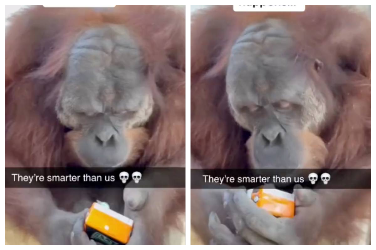 un orango capisce come bere il succo con la cannuccia
