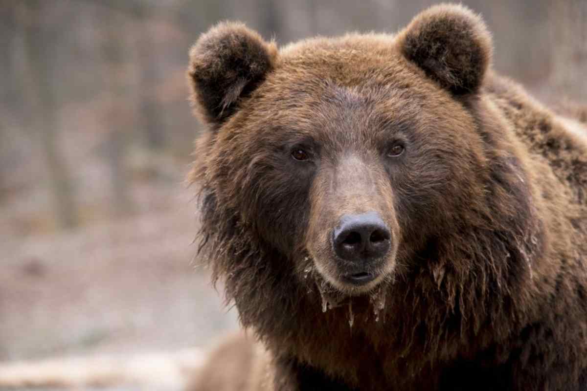 Orso irrompe nel parco