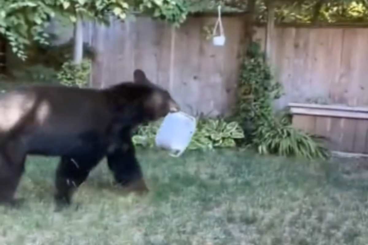 orso invade giardino di un'abitazione