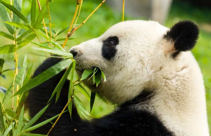 panda che si nutre